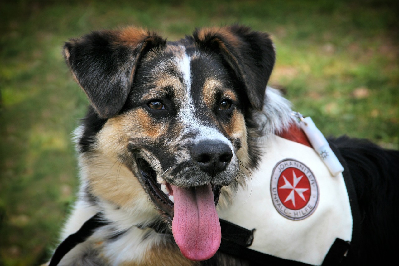 How to Teach Your Pet Basic Commands for Safety